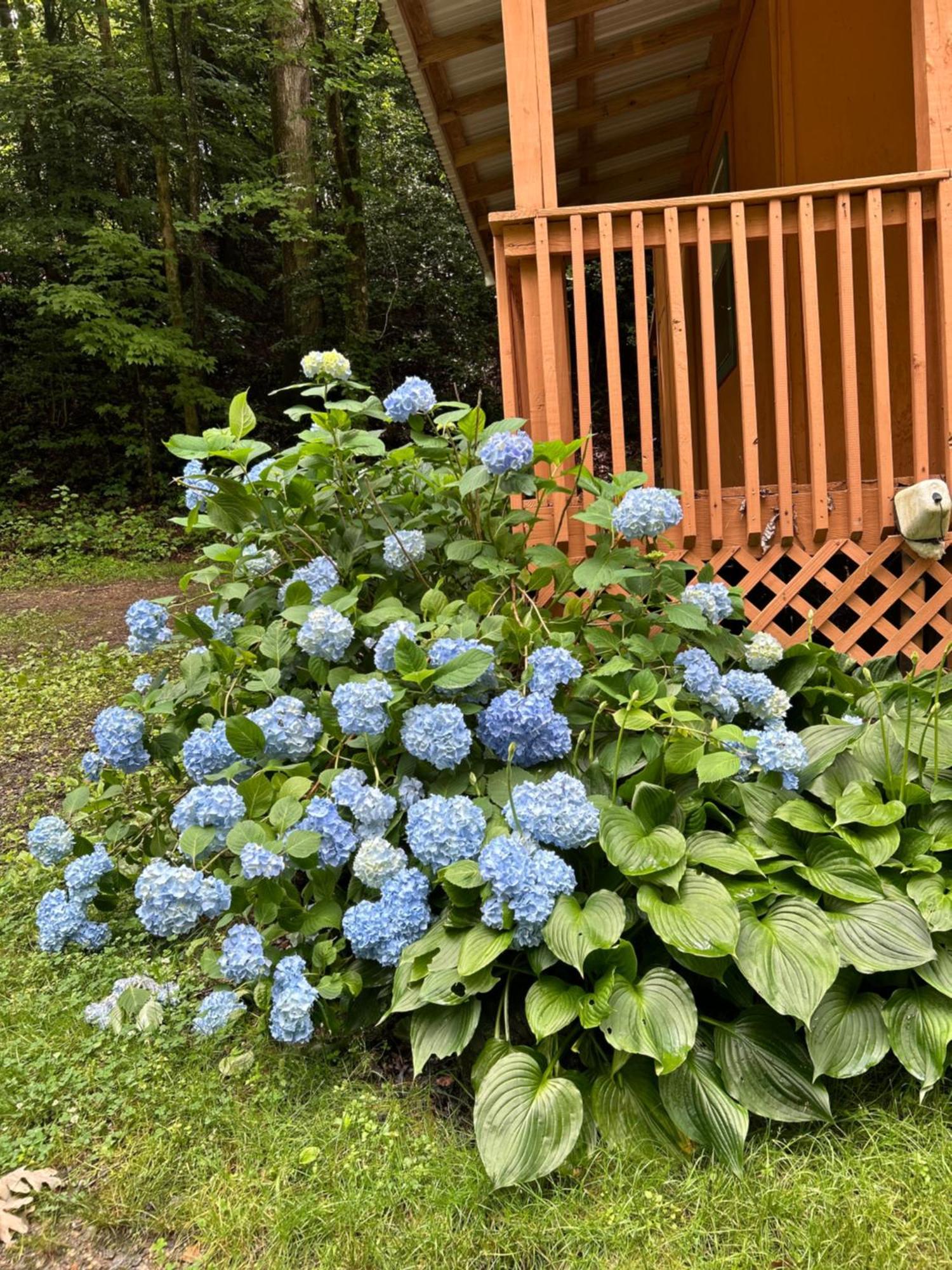 Amazing Cabin Fireplace And Stream #11 เฮเลน ภายนอก รูปภาพ